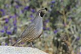 California Quail